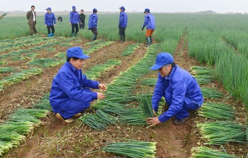 Đơn hàng Trồng hành (Nông nghiệp)